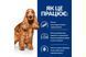 Hill s Prescription Diet Canine 10 кг - сухой корм для собак при пищевой аллергии 4561 фото 2